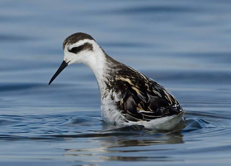 Red_necked_Phalarope_11_CA_008