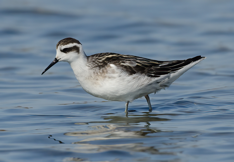 Red_necked_Phalarope_11_CA_013