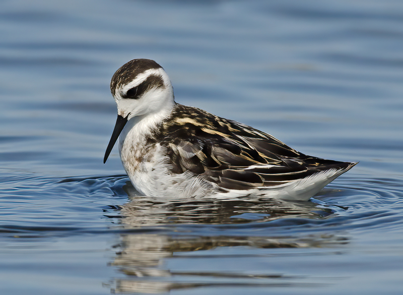 Red_necked_Phalarope_11_CA_014