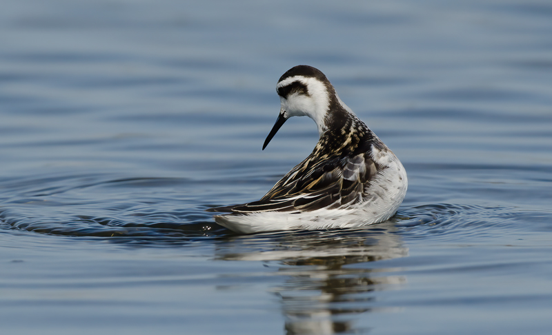 Red_necked_Phalarope_11_CA_027