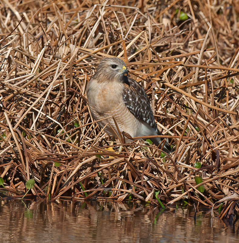 Red_shouldered_Hawk_11_FL_016