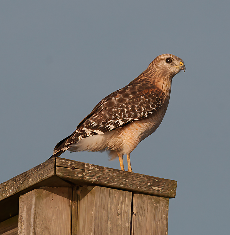 Red_shouldered_Hawk_11_FL_029