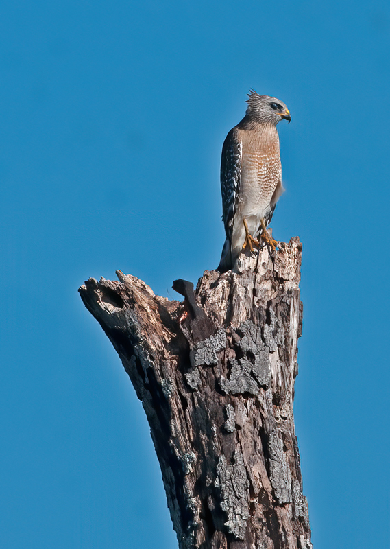 Red_shouldered_Hawk_11_FL_049