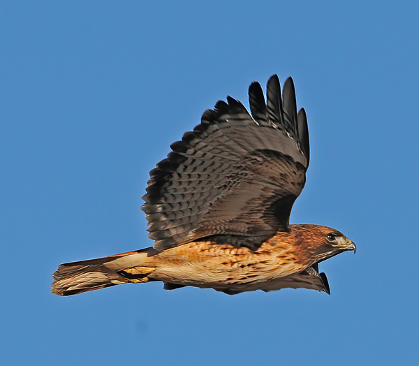 Red_tailed_Hawk_10_FL_030