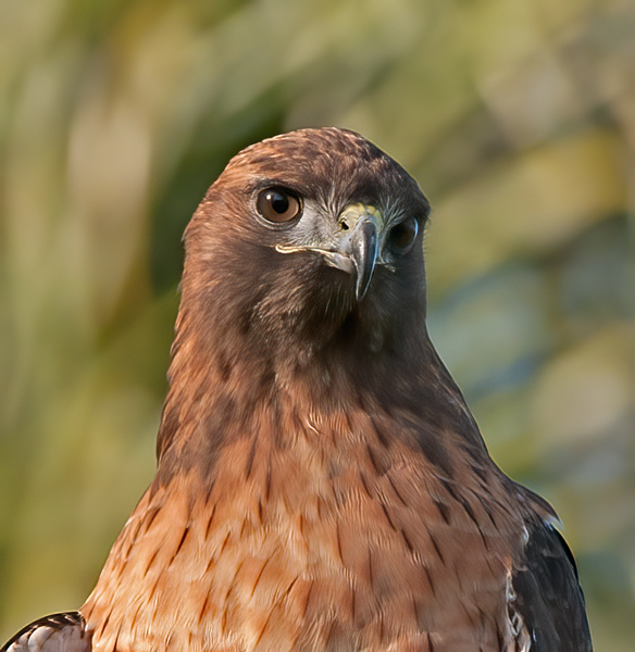 Red_tailed_Hawk_14_CA_055