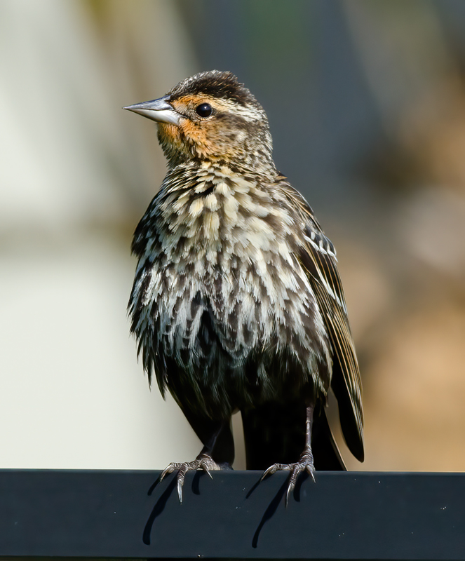 Red_winged_Blackbird_11_FL_012