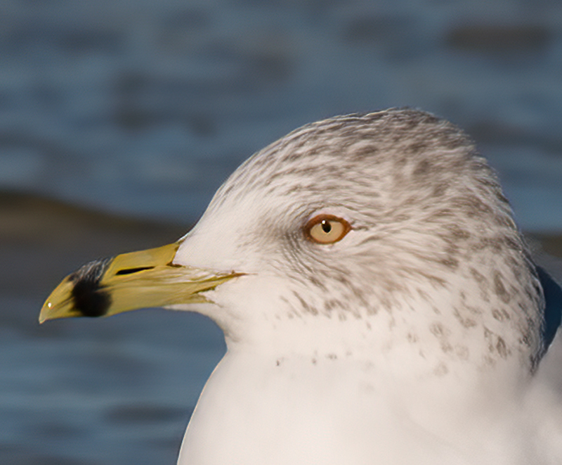 Ring_Billed_Gull_09_FL_006
