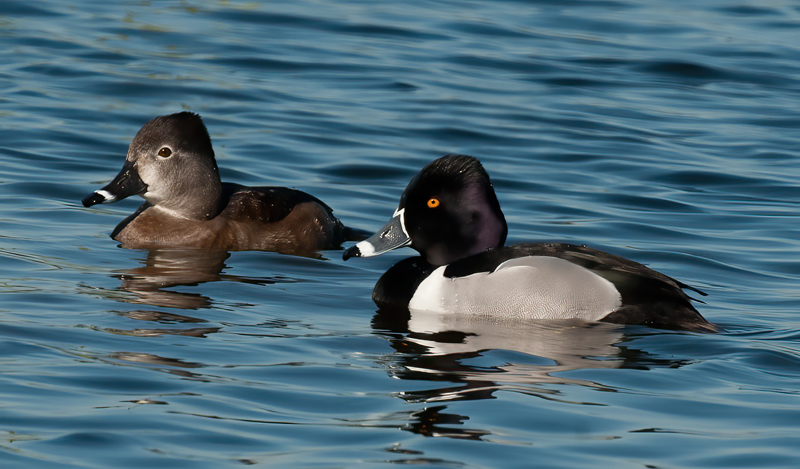 Ring_necked_Duck_10_FL_025