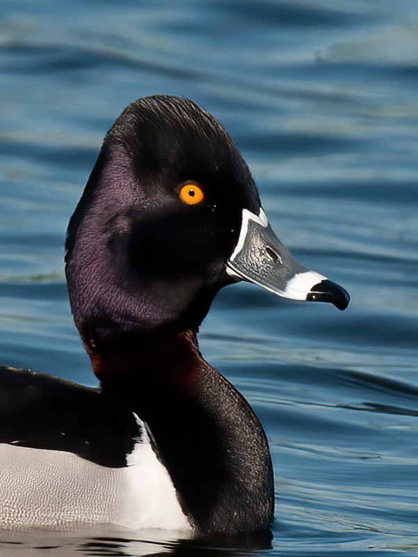 Ring_necked_Duck_10_FL_029