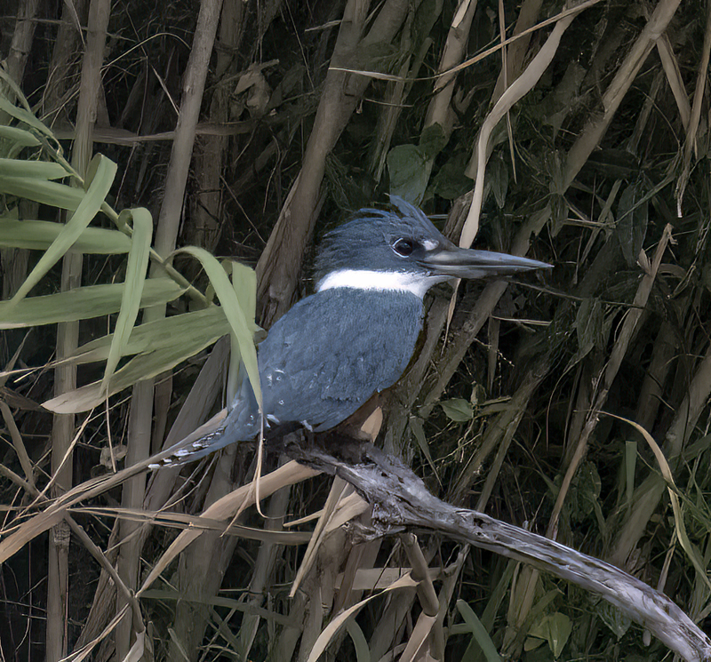 Ringed_Kingfisher_22_TX_014