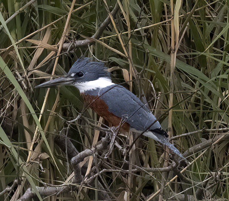 Ringed_Kingfisher_22_TX_016