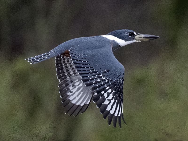 Ringed_Kingfisher_22_TX_031