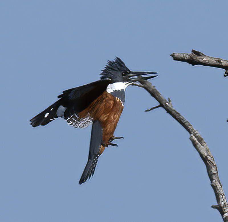 Ringed_Kingfisher_TX_18_080