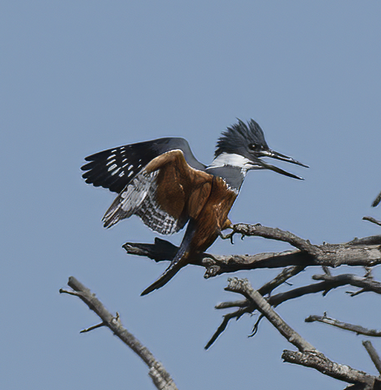 Ringed_Kingfisher_TX_18_083
