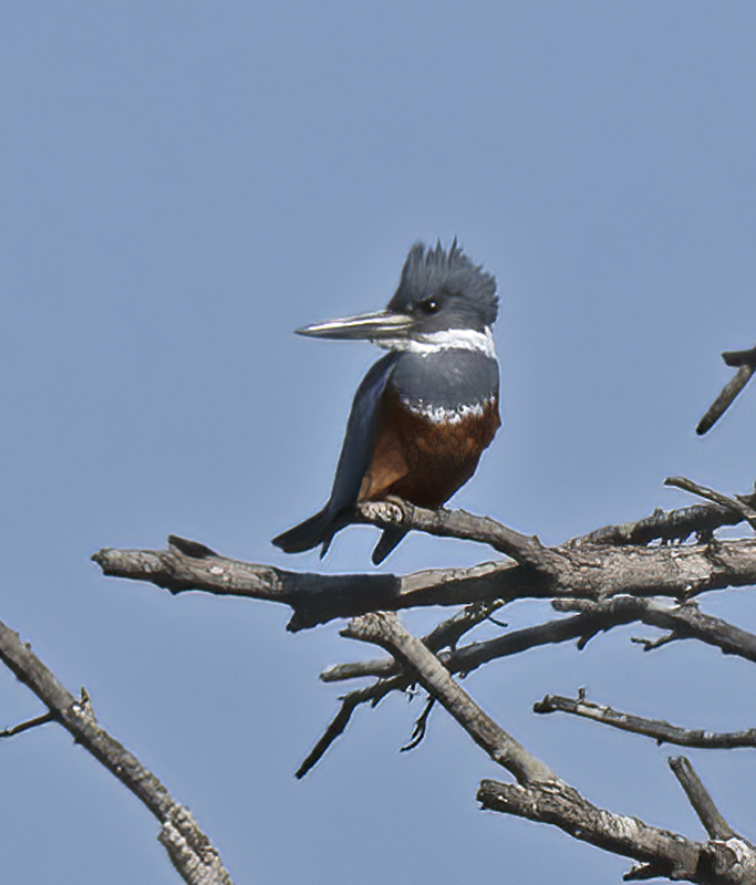 Ringed_Kingfisher_TX_18_095