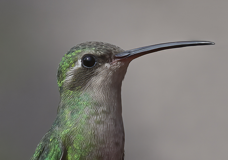 Rivolis_Hummingbird_15_AZ_001