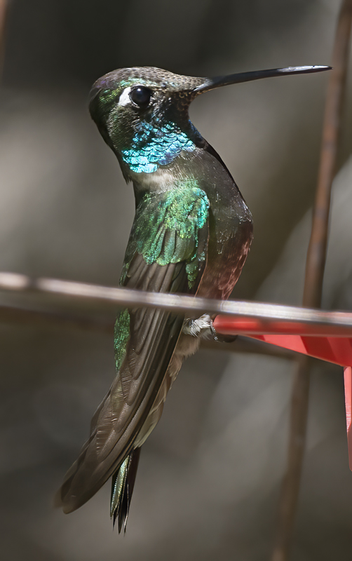 Rivolis_Hummingbird_15_AZ_011