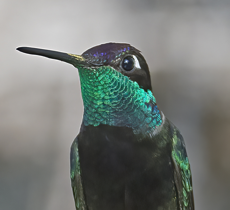 Rivolis_Hummingbird_15_AZ_037