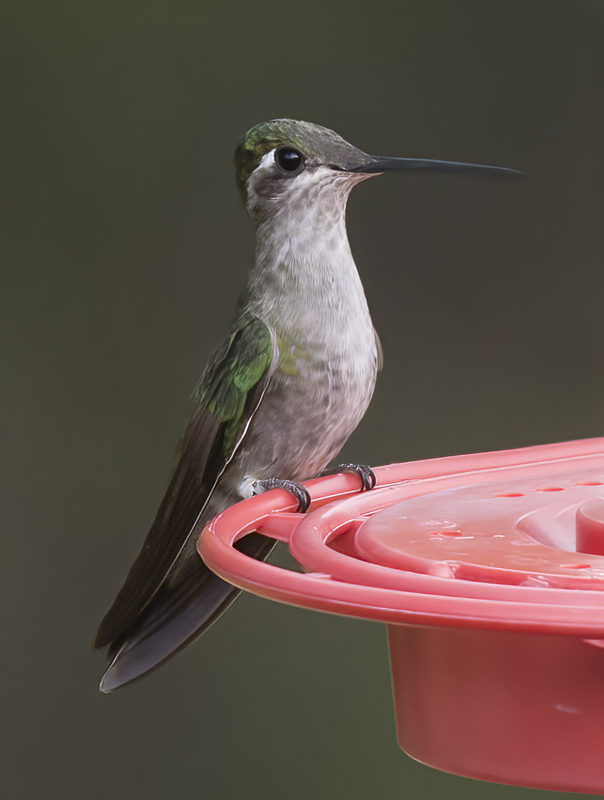 Rivolis_Hummingbird_15_AZ_062
