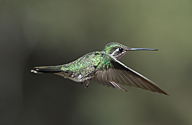 Rivolis_Hummingbird_15_AZ_070