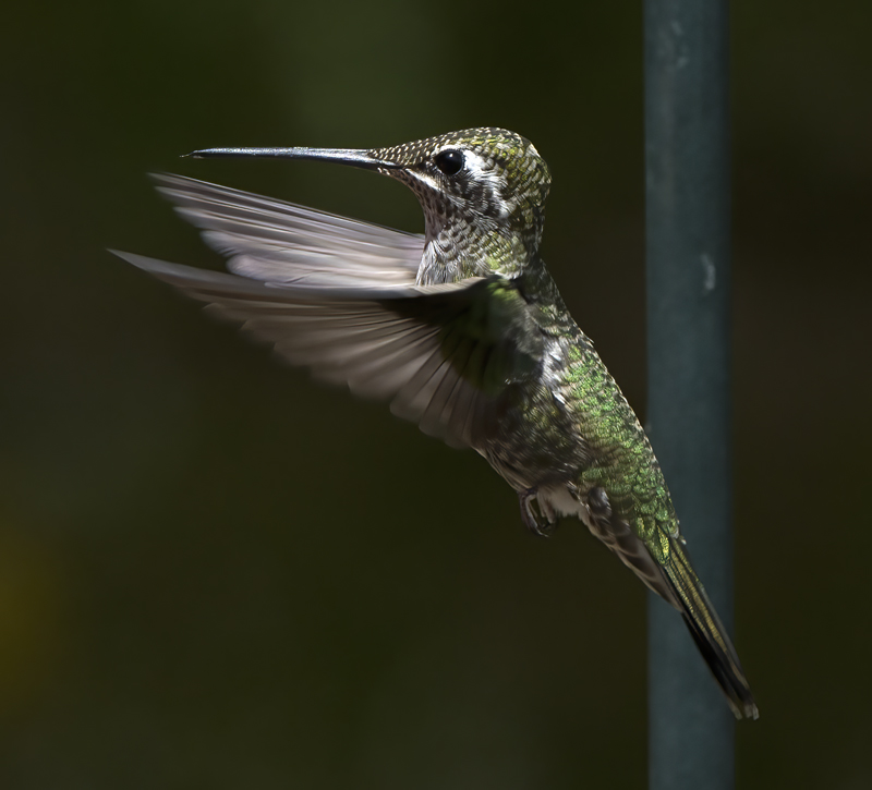 Rivolis_Hummingbird_15_AZ_108