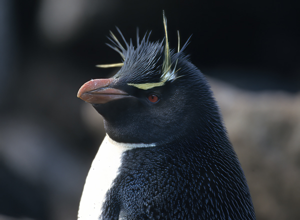 Rockhopper_Penguin_98_Falklands_001