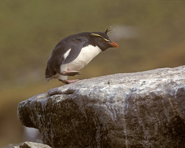 Rockhopper_Penguin_98_Falklands_012