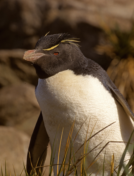 Rockhopper_Penguin_98_Falklands_025