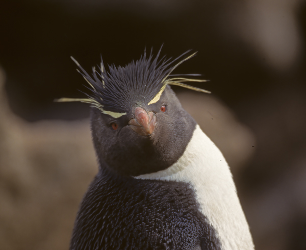 Rockhopper_Penguin_98_Falklands_026