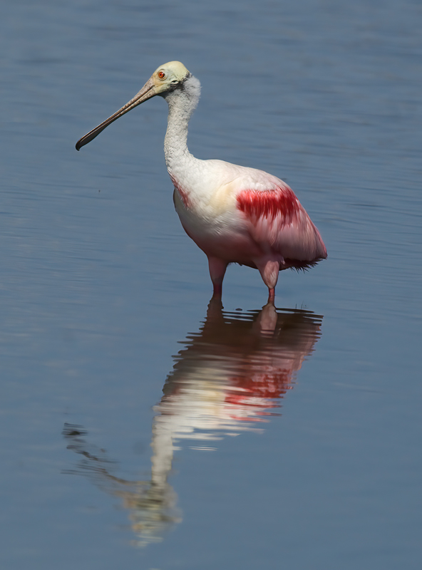 Roseate_Spoonbill_08_FL_107