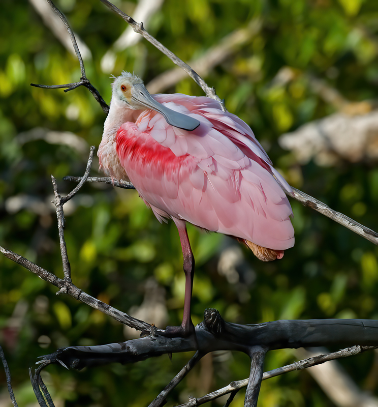 Roseate_Spoonbill_10_FL_005
