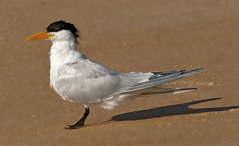 Royal_Tern_09_FL_044