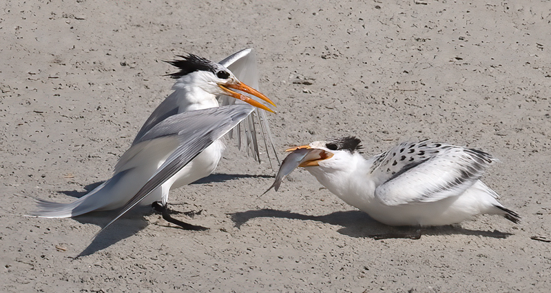 Royal_Tern_09_FL_484