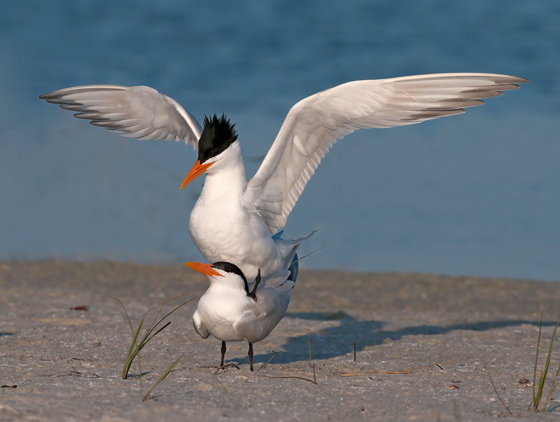 Royal_Tern_10_FL_009