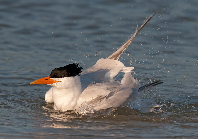 Royal_Tern_10_FL_052