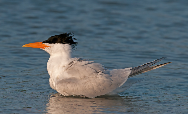 Royal_Tern_10_FL_057