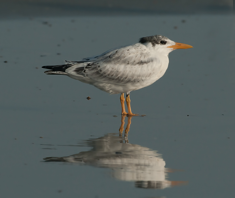Royal_Tern_10_FL_093