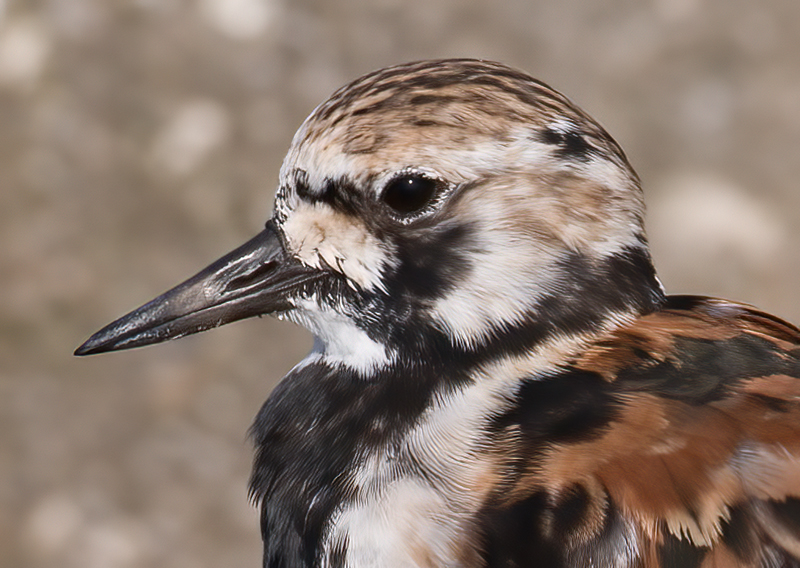 Ruddy_Turnstone_08_FL_025