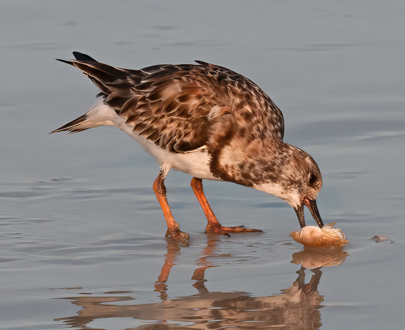 Ruddy_Turnstone_09_FL_014