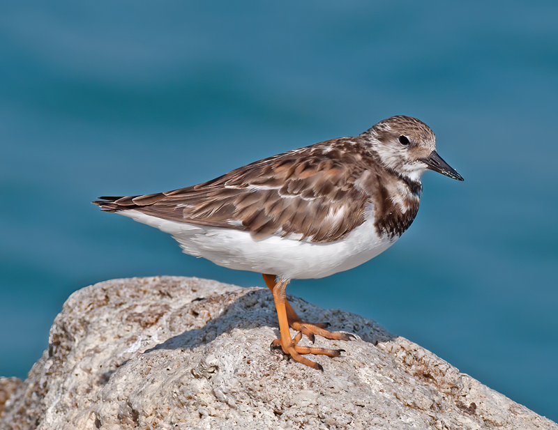 Ruddy_Turnstone_09_FL_032