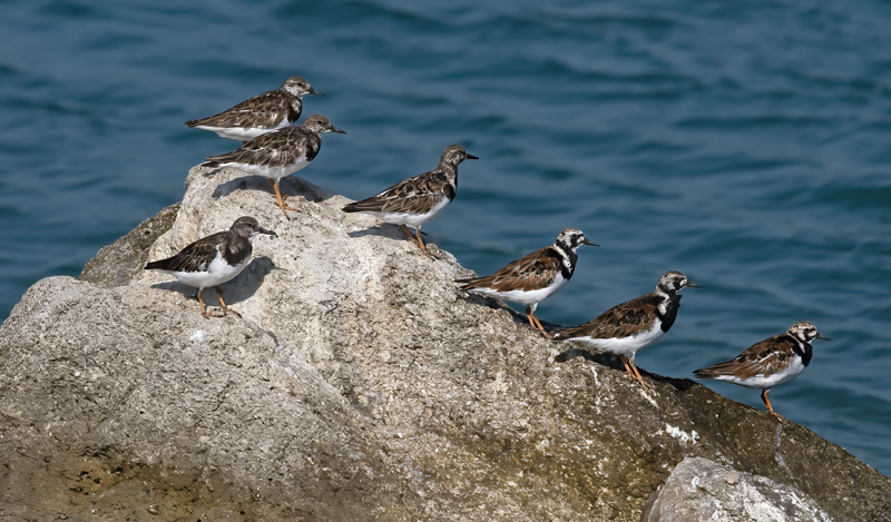 Ruddy_Turnstone_09_FL_033