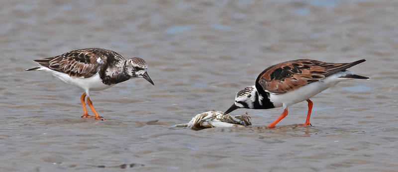 Ruddy_Turnstone_09_FL_040