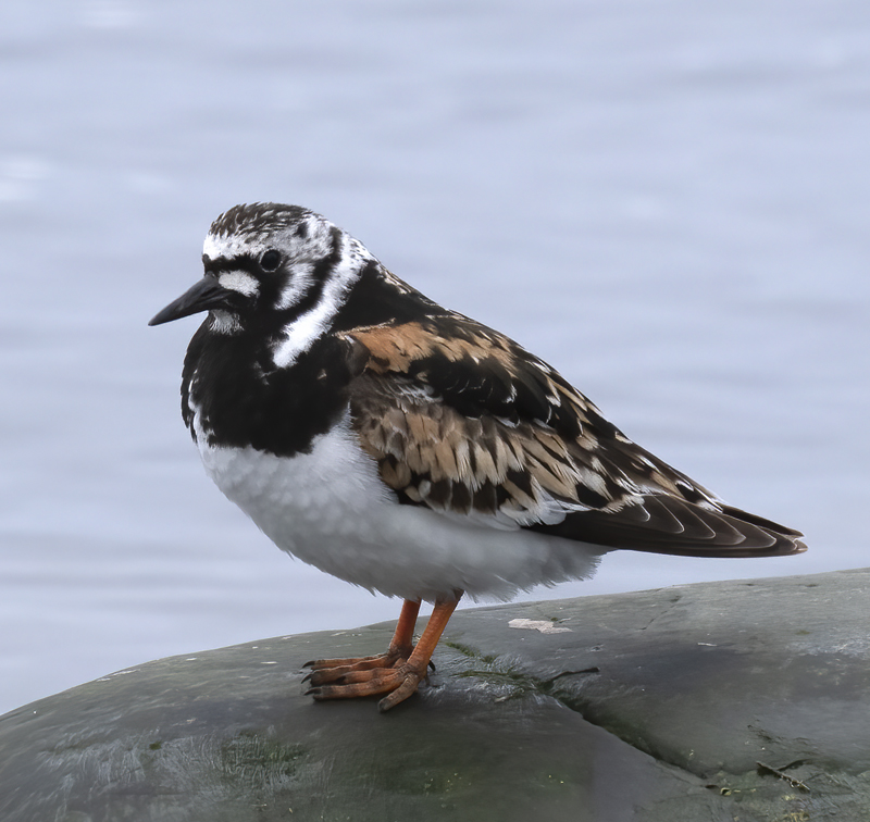 Ruddy_Turnstone_22_Iceland_012