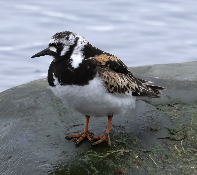 Ruddy_Turnstone_22_Iceland_015