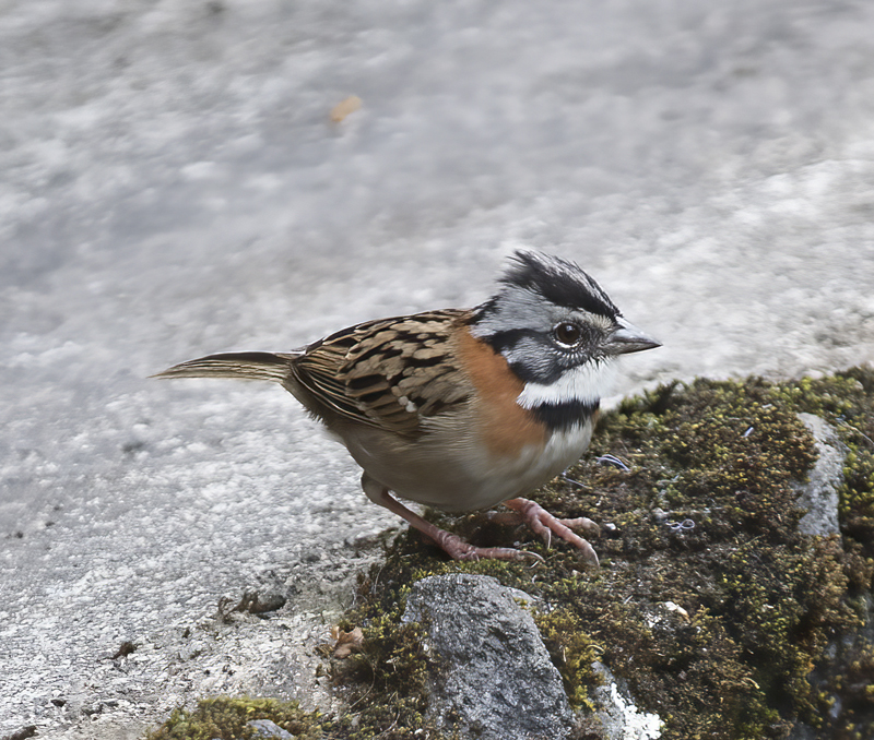 Rufous-collared_Sparrow_18_Costa_Rica_009
