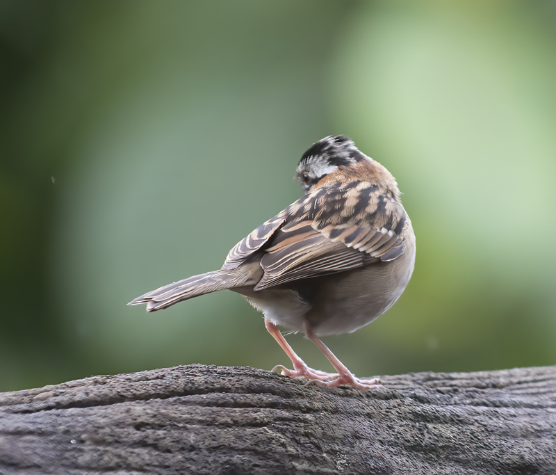 Rufous-collared_Sparrow_18_Costa_Rica_012