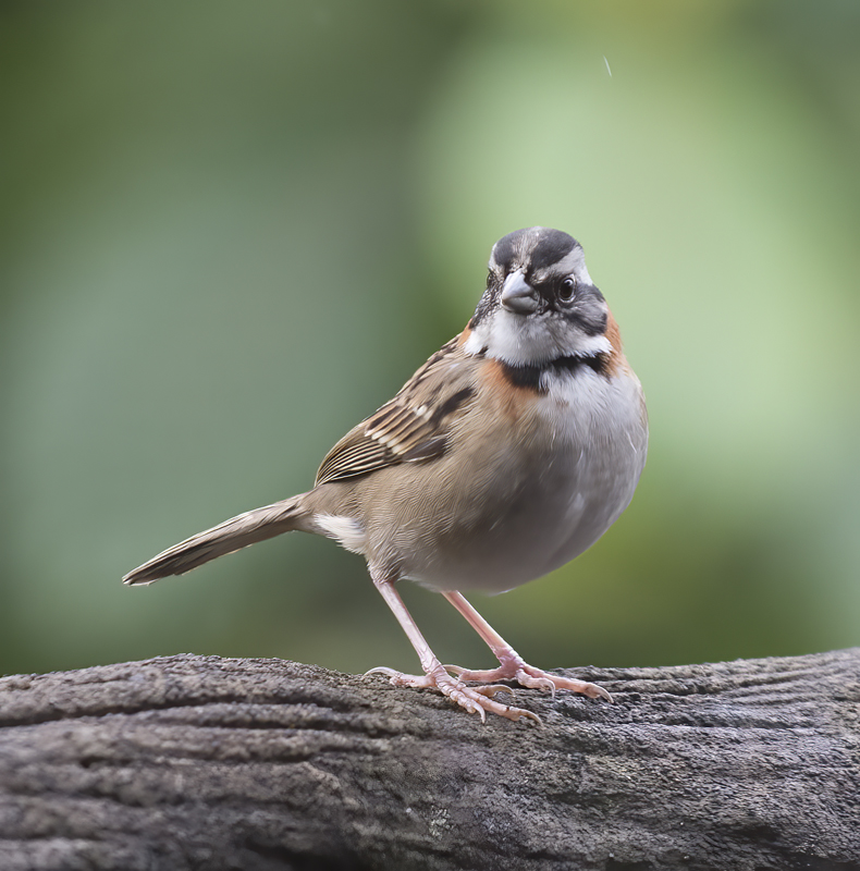 Rufous-collared_Sparrow_18_Costa_Rica_013