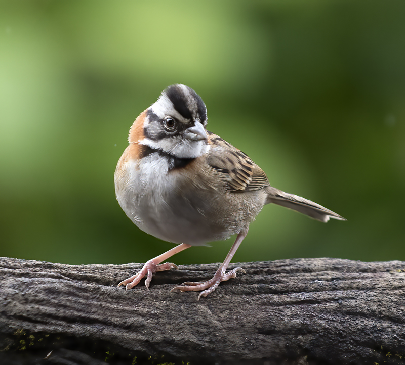 Rufous-collared_Sparrow_18_Costa_Rica_021