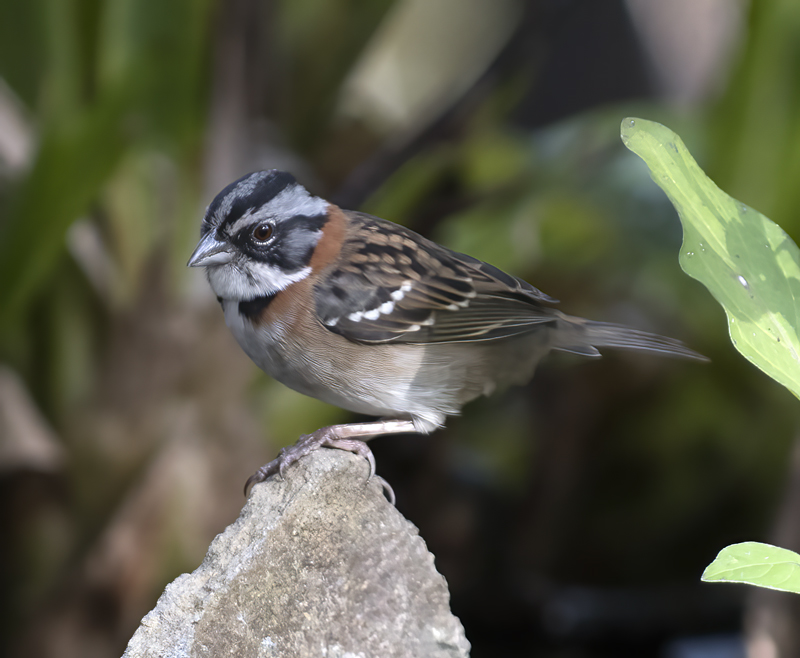 Rufous-collared_Sparrow_18_Ecuador_006