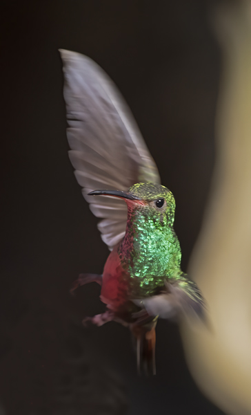Rufous-tailed_Hummingbird_18_Costa_Rica_003